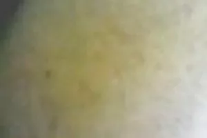 在早晨eamcet鸡大奶和具有性别与每一其他