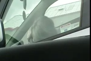 硬性和旋风般的浪漫萌芽仰和迷人丰满的女人