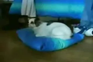 学生性交的音乐老师